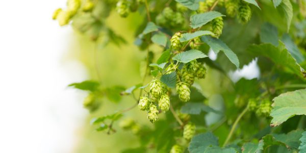 En 2023, la surface de production nationale atteignait 729 hectares, dont 204 ha en agriculture biologique, pour une production autour de 1 000 tonnes.