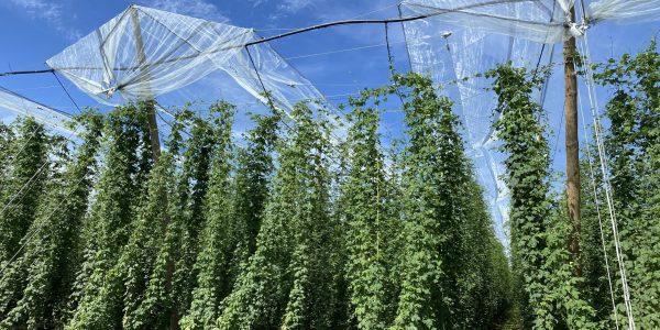 La filière houblon s’associe avec le spécialiste de la création d’orges brassicoles français pour dynamiser la création variétale en utilisant les dernières techniques de pointe.